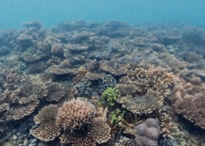 Terumbu Karang Pulau Gusung PPU Dapat Suntikan Dana Pelestarian Rp 30 Juta