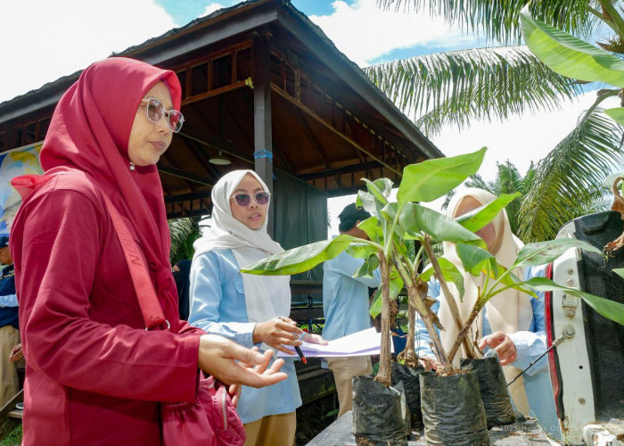 Pisang Kepok Grecek dan Cavendish jadi Bibit Unggul Program Ketahanan Pangan di IKN