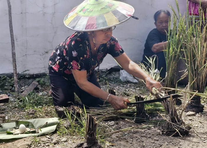 Syukuran Hasil Panen, Masyarakat Adat Dayak di Ujoh Bilang Mahulu Gelar Ritual Nebukoq