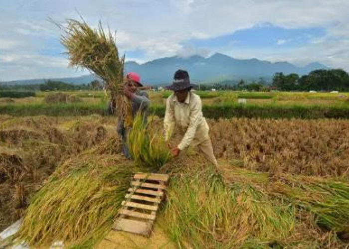 Kutai Timur hingga Berau Jadi Magnet Investasi Pertanian Kaltim, Sumbang Rp8,97 Triliun