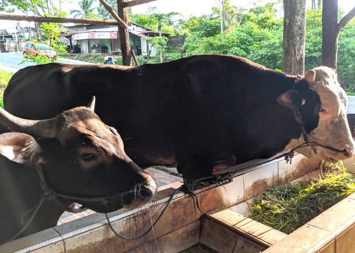 Pemerintah Belanjakan Rp100 Miliar untuk 1.098 Sapi Kurban Presiden