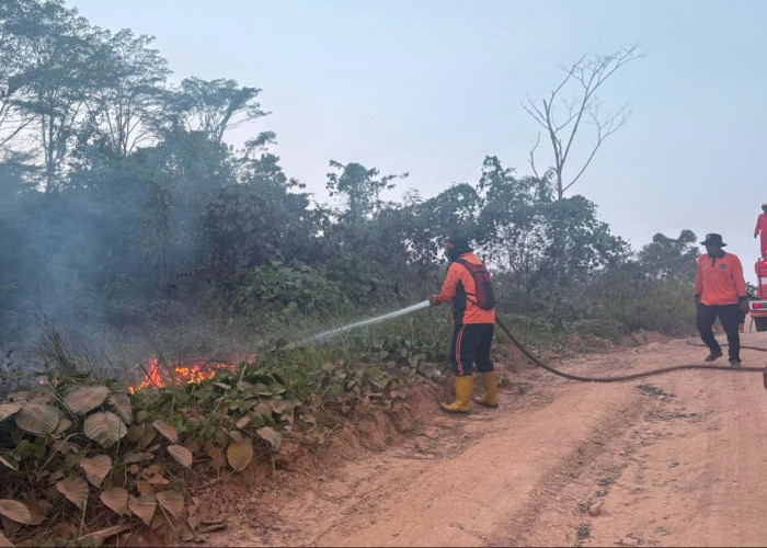 Karhutla Kaltim Melonjak di Agustus 2026, Lahan Seluas 1.027,94 Hektare Terbakar dari 306 Kejadian