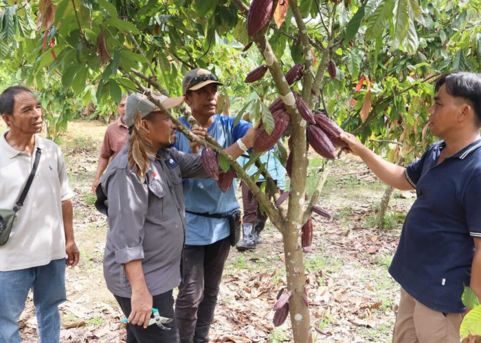 PAMA BRCB Gelar Pelatihan GAP dan Fermentasi Kakao, Perkuat Keterampilan Teknis Petani