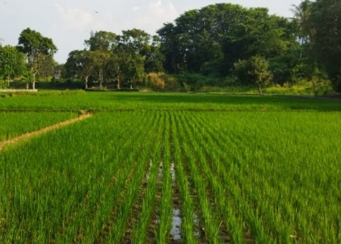 Muara Kaman Siapkan Lahan untuk Kawasan Pertanian Terintegrasi 