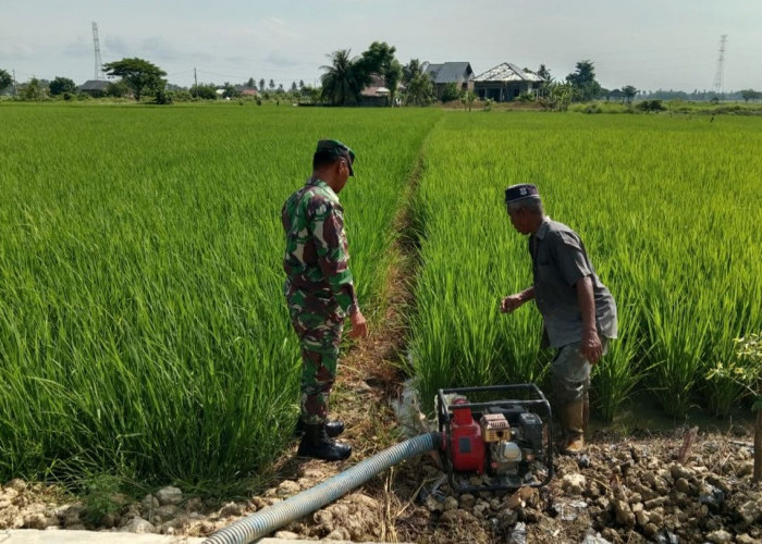 Air Sawah Kaltim Menyusut, 2.000 Hektare Lahan Pertanian Terancam Gagal Panen