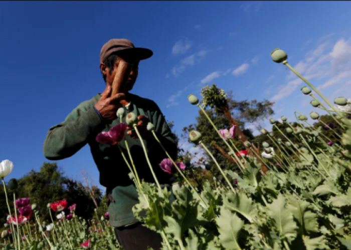 Myanmar Kini Jadi Produsen Opium Terbesar di Dunia