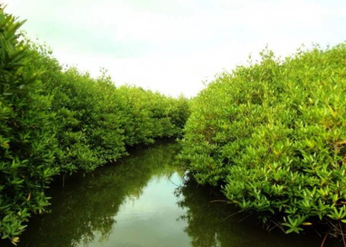 Pemerintah Desa Saliki Ingin Kelola Kawasan Mangrove Jadi Objek Wisata