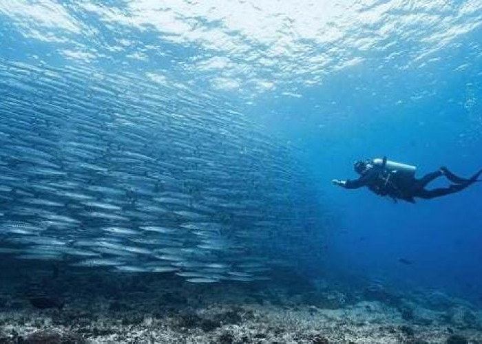 Disbudpar Berau Bidik Promosi Spot Diving Barakuda Maratua Lewat Event Deep and Extreme Indonesia