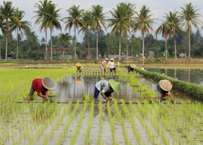 Kubar Siapkan Industri Farming Skala Besar, Potensi 1.400 Hektare Lahan Jadi Modal Ketahanan Pangan