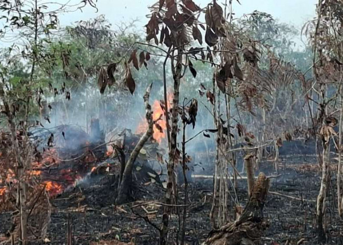 Ini 4 Daerah Paling Rawan Ancaman Karhutla Versi BPBD Kaltim 