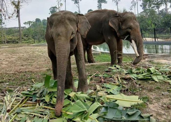 Terlalu Lama di Penampungan, Gajah Deo-Sinta Tak Bisa Dilepasliarkan, Keturunannya Punya Peluang 