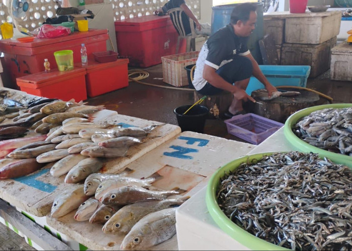 Penataan Pedagang Ikan di Tanjung Batu Mulai Terlihat, TPI Resmi Jadi Pusat Distribusi