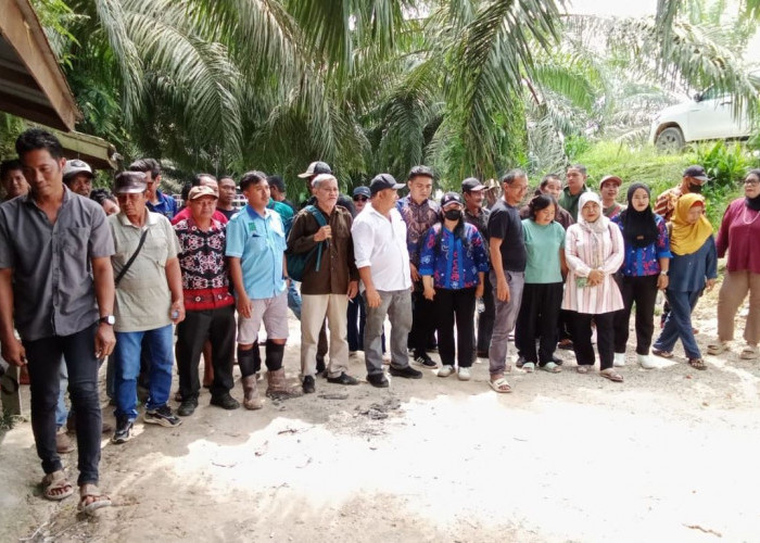 Keluhan Petani Plasma Menggunung, Kepala Kampung Jerang Melayu Sidak Perkebunan PT MKB