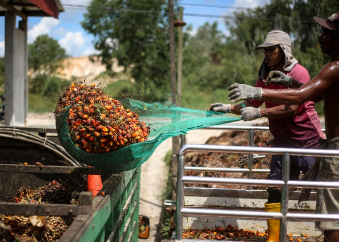 Tanggapi Isu Banjir, Pemprov Kaltim Pastikan 1,6 Juta Hektare Sawit Tidak Keluar dari RTRW