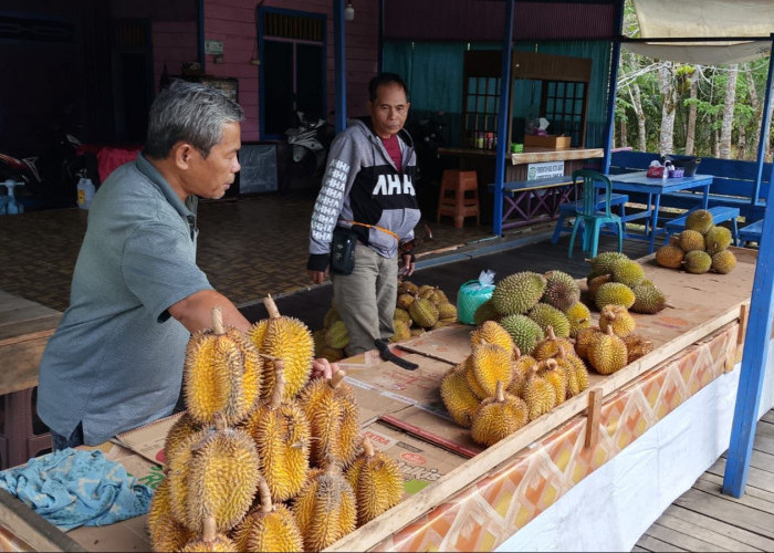 Musim Durian 2026 Lebih Panjang, Pedagang di Sendawar Raup Hingga Rp15 Juta per Bulan