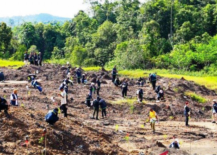 Terbebas dari Tambang Ilegal, OIKN Fokus Rehabilitasi Hutan Konservasi IKN