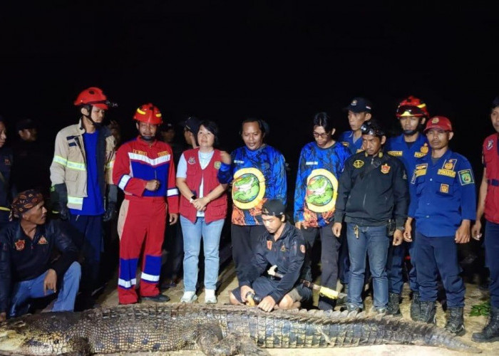 Buaya Penerkam Alfi di Kenyamukan Akhirnya Ditangkap, Prosesnya Menegangkan 
