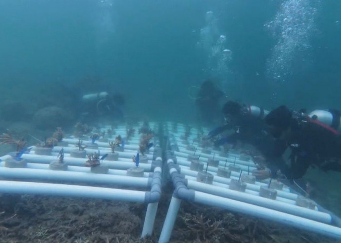 Selamatkan Ekosistem Bawah Laut, Pemuda di Kutim Ini Lakukan Transplantasi Terumbu Karang