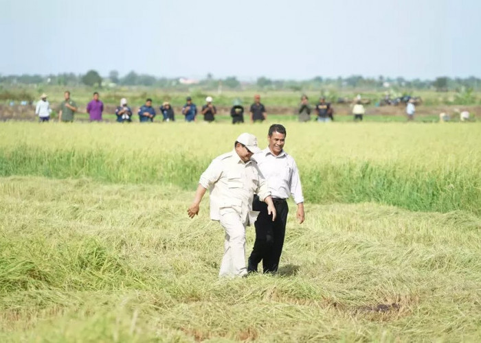 Percepat Swasembada Pangan, Presiden Prabowo Kunjungi Lahan Pertanian di Merauke