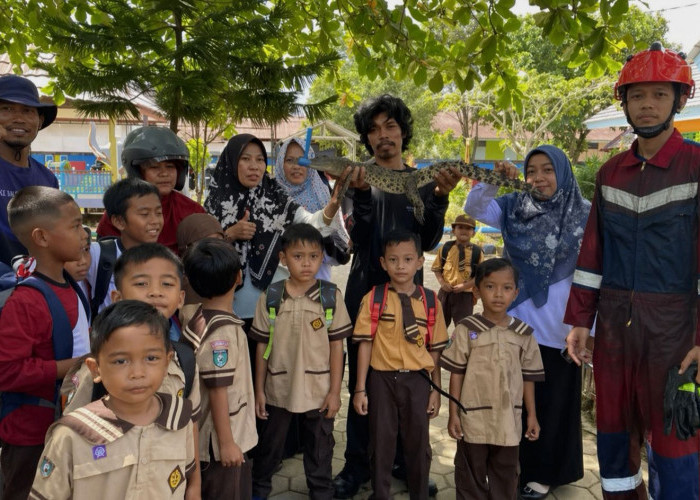 Anak Buaya Masuk Lingkungan TK di Sangatta Kutai Timur, Diduga Tersesat