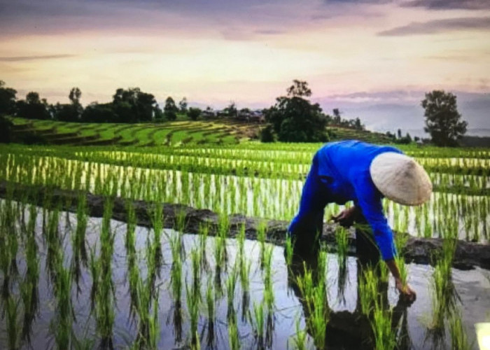 Pemkab Kukar Anggarkan Rp 700 Miliar untuk Revitalisasi Sektor Pertanian