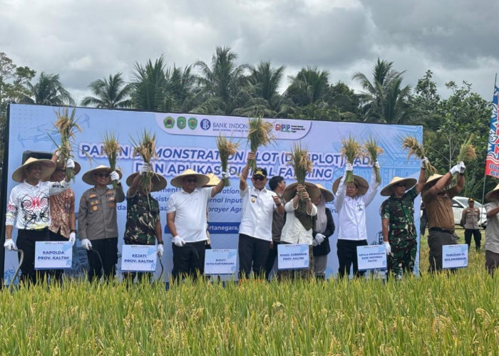 Produksi Padi Kaltim Tahun 2025 Naik Menjadi 270 Ribu Ton, Kukar Jadi Lumbung Utama Beras