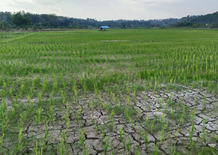 Pemkab Kukar Usulkan Rekayasa Cuaca di Sejumlah Titik, Fokus Selamatkan Sawah Kekeringan