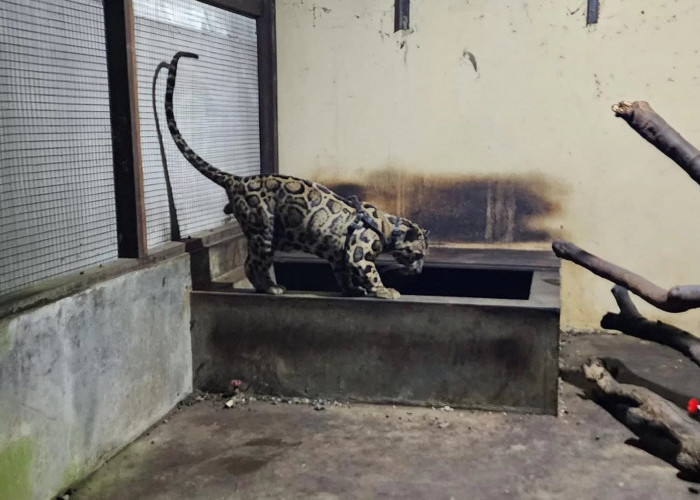 Bukan Hanya Harimau, Pengusaha di Samarinda juga Koleksi Macan Dahan