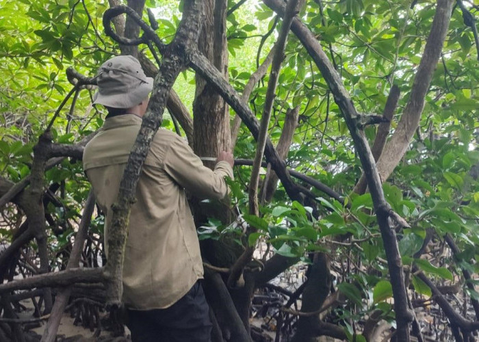 BRIN Ungkap Populasi Mangrove Langka di Teluk Balikpapan Terancam Punah