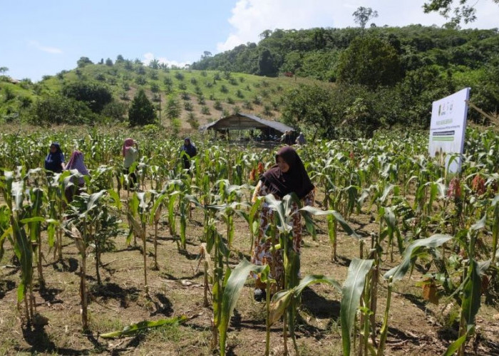 Produksi 131 Ton di 2025, Berau Tulang Punggung Pengadaan Jagung Ternak Regional