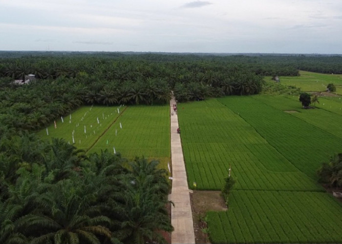 Tingkatkan Kualitas Hasil Pertanian, Pemkab Paser Sediakan Infrastruktur kemandirian Pangan