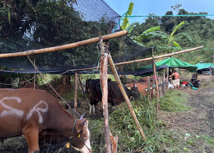 BBM Naik, Harga Jual Sapi di Samarinda Ikut Melonjak 