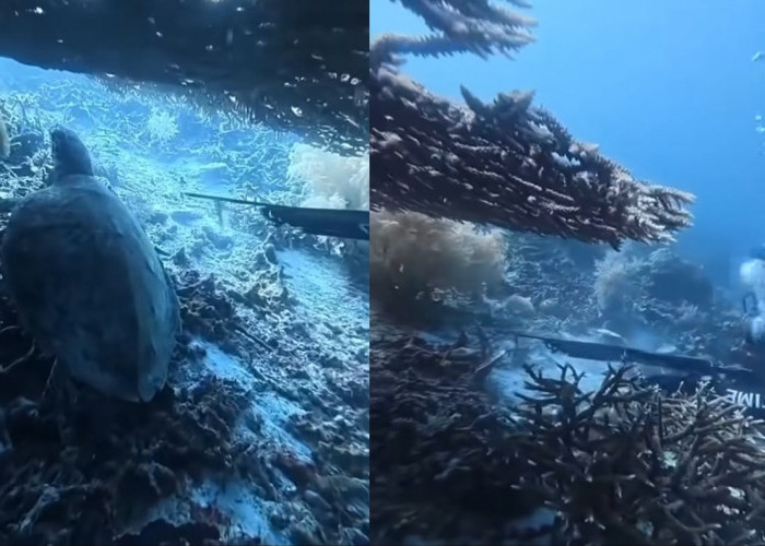 Viral WNA China Diduga Tombak Penyu di Raja Ampat, Kemenpar Minta Semua Pihak Diusut