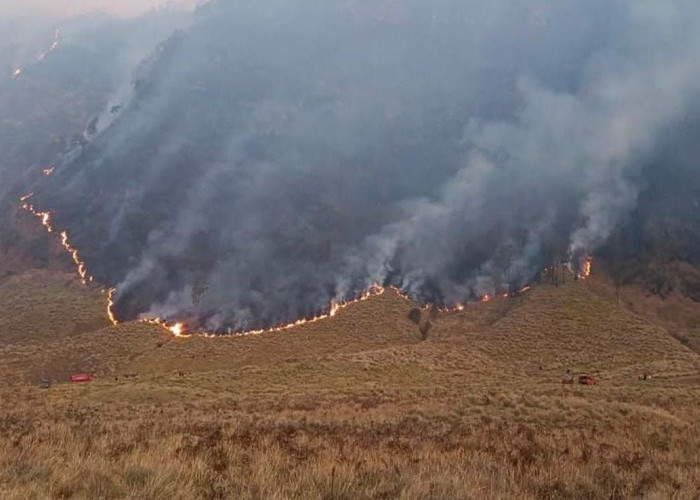 Dalami Dugaan Pidana, Kemenhut Bentuk Tim Khusus Usut Kebakaran Gunung Bromo