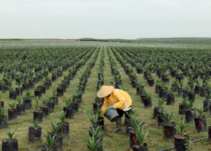 Mitigasi Iklim Melalui Perkebunan Sawit Berkelanjutan, Kukar Susun RAD KSB 2025–2029