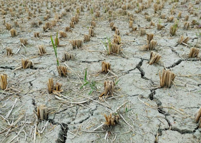 PBB Ungkap Dampak El Nino 2026-2027, 49 Juta Orang Terancam Krisis Pangan