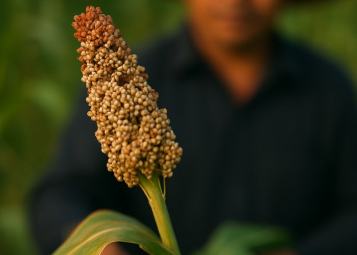 Tidak Terserap Pasar, Program Budidaya Sorgum di Kutim Mandek