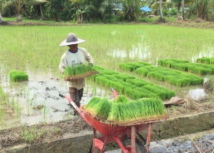 Pertanian Dijadikan Sektor Andalan di Paser, DPRD Paser Singgung Lahan Tidur