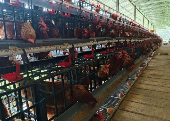 DPRD Paser Soroti Dinas Kelola Ayam Petelur, Kadis Sebut untuk Kendalikan Inflasi