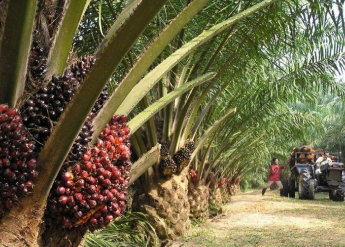 Bupati Kukar Perintahkan Camat dan Kades Kawal Plasma Produktif untuk Warga Sekitar Perkebunan Sawit