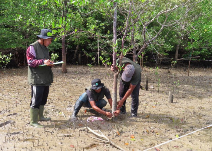 Pentingnya Melakukan Perlindungan Mangrove Berbasis Masyarakat