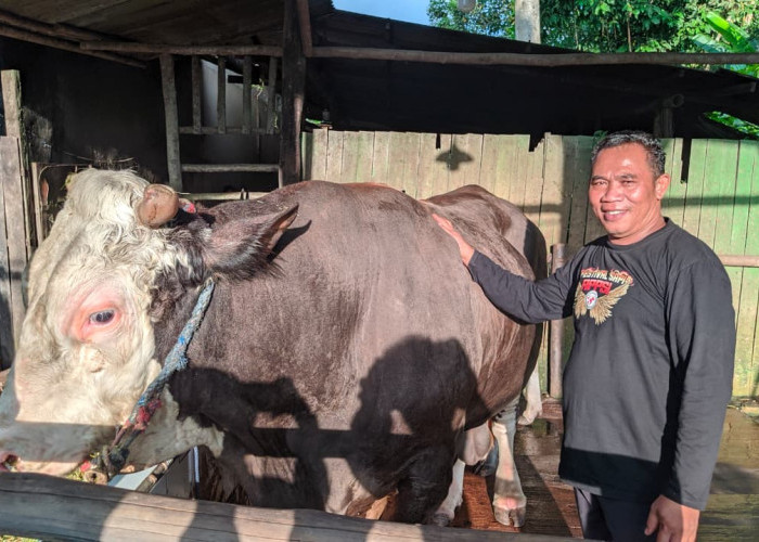 Kisah Si Bejo, Sapi Jumbo Pilihan Kurban Presiden Prabowo di Samarinda