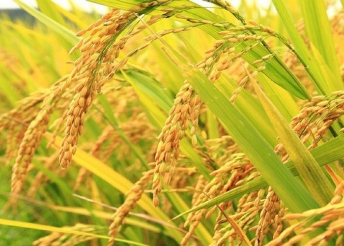 Maksimalkan Potensi Pertanian Wujudkan Swasembada Pangan di Kukar