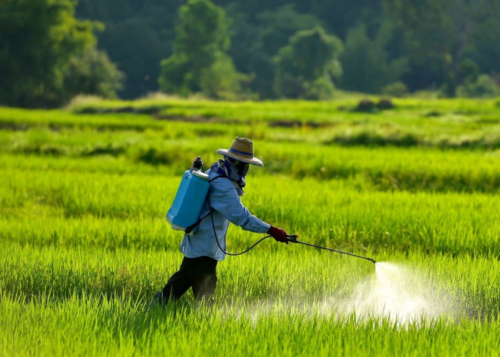 Studi: Penggunaan Pestisida dalam Pertanian Sama Berbahayanya dengan Asap Rokok