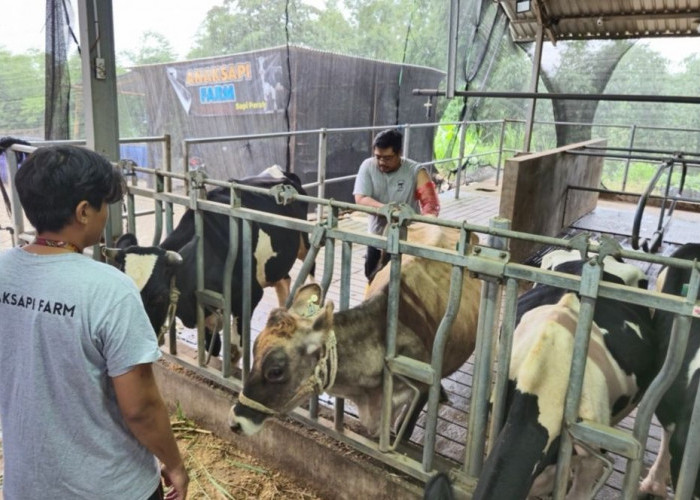 BRI Peduli Tingkatkan Kapasitas Peternak Sapi Perah di Malang Lewat Program Klaster Unggulan