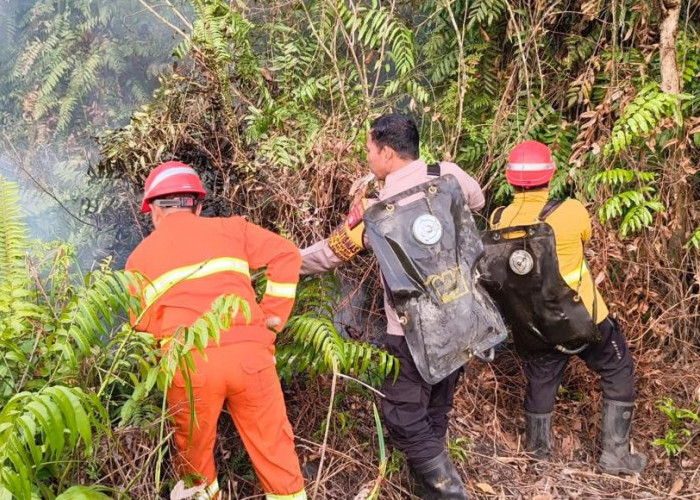 Kebakaran Lahap Lahan Gambut di Singa Geweh, Penyebab Masih Ditelusuri