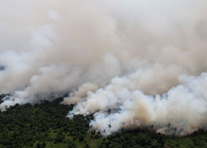 Terkait Karhutla, Izin 5 Perusahaan di Kalimantan Barat Ditutup