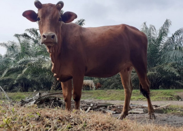 Kejar Swasembada Daging, Pemkab Kutim Targetkan 100 Pedet Sapi lewat Program Sikomandan