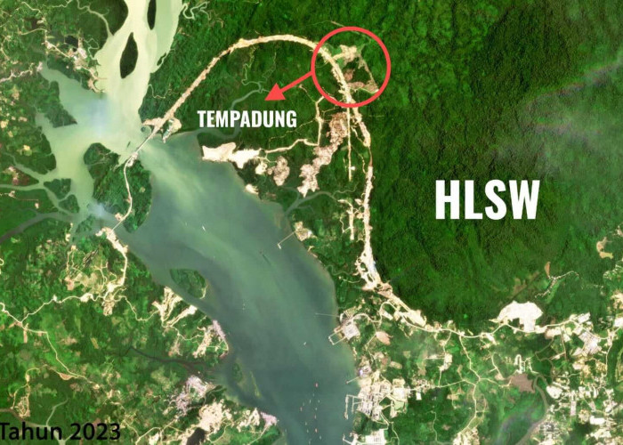 Hutan Lindung Sungai Wain Dibabat, Alarm DeforestasiMenyala di Balikpapan