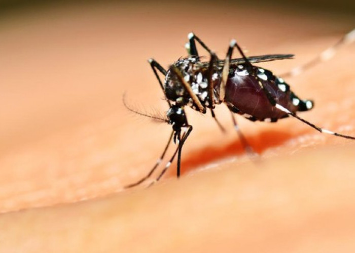 Salah Satu Metode Penurunan DBD, Jangan Khawatir Tergigit Nyamuk Wolbachia